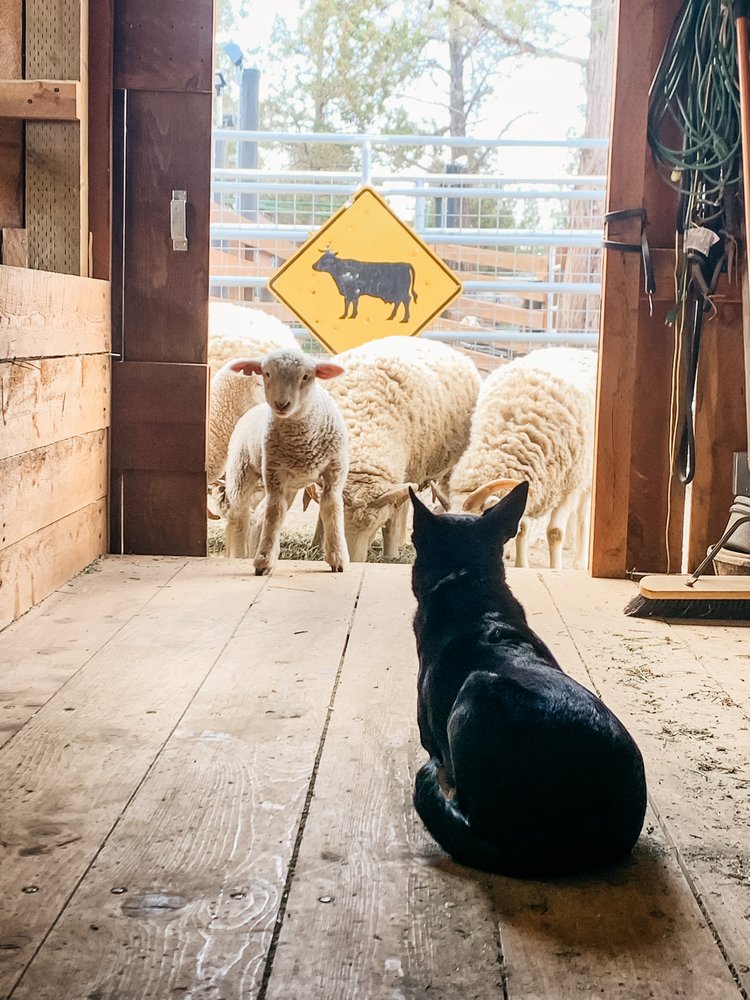 Larkin Valley Ranch, Beef & Lamb