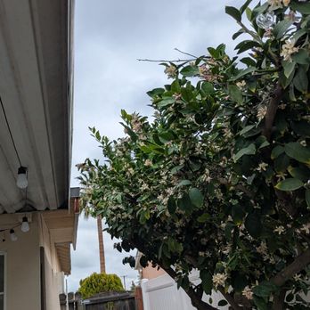 Jaime Jr Tree Service - Lemon tree that wasn't even part of the quote but they trimmed it a little anyway! - Tree Services Near Me Jaime Jr Tree Service - Lemon tree that wasn't even part of the quote but they trimmed it a little anyway! - Tree Services Near Me