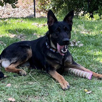 Kelev K-9 - Pet Training Near Me Kelev K-9 - Pet Training Near Me