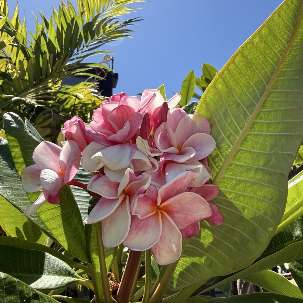 San Diego Botanic Garden - Botanical Gardens Near Me - Encinitas, California