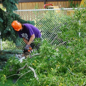 Grinders Tree Service - Tree Services Near Me - Blackfalds, Alberta Grinders Tree Service - Tree Services Near Me - Blackfalds, Alberta