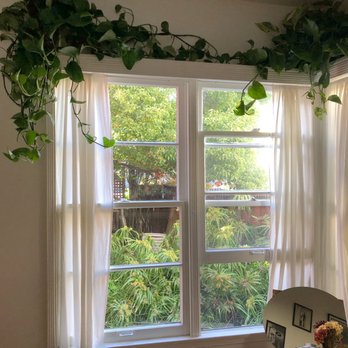 Sunset Nursery - Green Pothos and Golden Pothos on the window - Nurseries & Gardening Near Me - Los Angeles, California