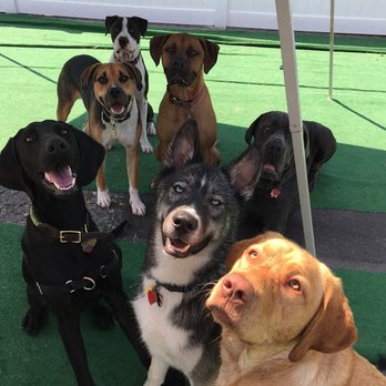 K9 Nanni - K9 Nanni Dog Boarding & Daycare - Dog Walkers Near Me - North Arlington, New Jersey