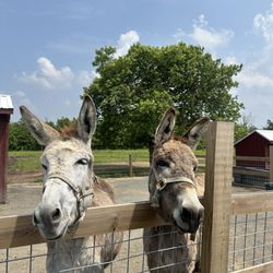 Abma's Farm - Donkeys
