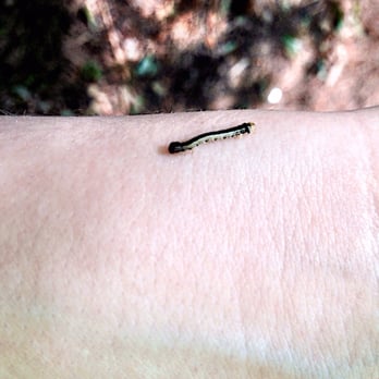 Sandy Bottom Nature Park - Inch Worm - Parks Near Me - Hampton, Virginia Sandy Bottom Nature Park - Inch Worm - Parks Near Me - Hampton, Virginia