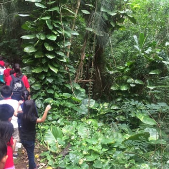 Hawaii Nature Center - this is what the hikes look like - Educational Services Near Me - Honolulu, Hawaii Hawaii Nature Center - this is what the hikes look like - Educational Services Near Me - Honolulu, Hawaii