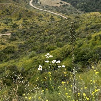Skyline Drive Trails - A view from Skyline, notice the white poppy and yucca. - Hiking Near Me - Corona, California