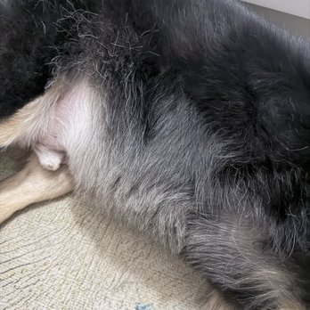 Petco - Bad haircut! All uneven and too short - Pet Stores Near Me - Dallas, Texas