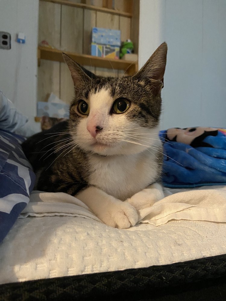 BENSONHURST VETERINARY CARE Updated August 2024 47 Photos & 166