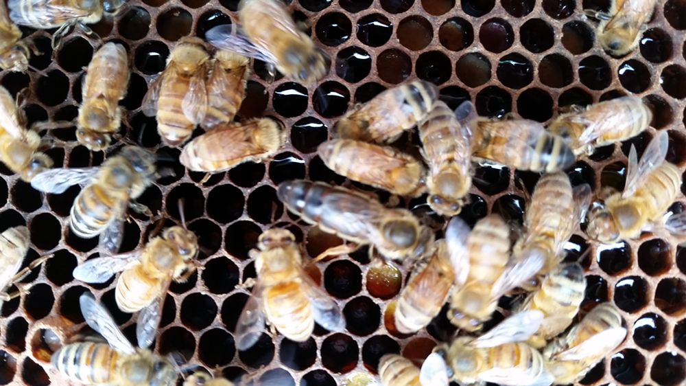Sweet Endeavors Honey Logo