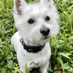 Colechester Grooming - Finley the Westie