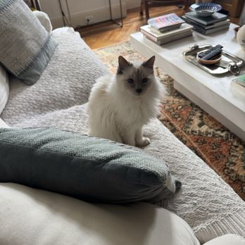 Park Slope Kitty Sitter - Pet Sitting Near Me - Brooklyn, New York Park Slope Kitty Sitter - Pet Sitting Near Me - Brooklyn, New York