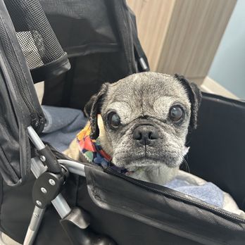 Lbc Vets - Veterinarians Near Me - Long Beach, California