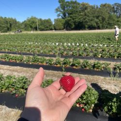 Sandy Fork Produce