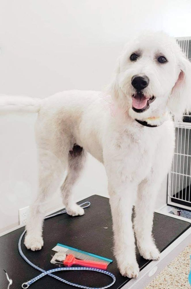 LIFE IS RUFF WITHOUT A GROOMER Updated August 2024 14 Photos 778