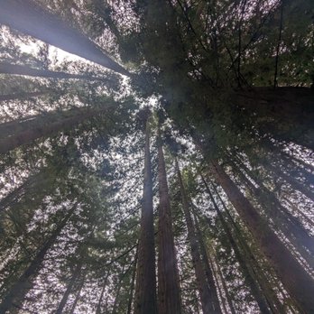 Hoyt Arboretum - Top view while walking through Hoyt - Botanical Gardens Near Me - Portland, Oregon