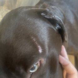 Krissy's K9 Cuts