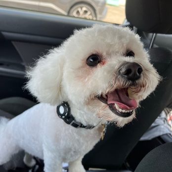 Bark Avenue by Veronica - Tempo after his haircut! - Pet Groomers Near Me - Ventura, California Bark Avenue by Veronica - Tempo after his haircut! - Pet Groomers Near Me - Ventura, California