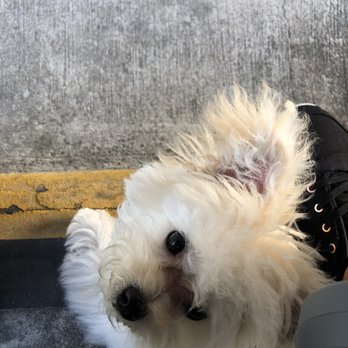 Setting The Standard Mobile Grooming Studio - What is the area in between his eyes now? Discoloration. - Pet Groomers Near Me Setting The Standard Mobile Grooming Studio - What is the area in between his eyes now? Discoloration. - Pet Groomers Near Me