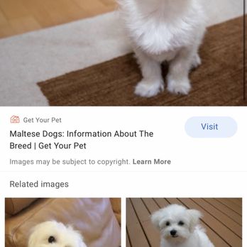 Judy's Puppies - You can clearly see it's the SAME photo - Pet Adoption Near Me Judy's Puppies - You can clearly see it's the SAME photo - Pet Adoption Near Me