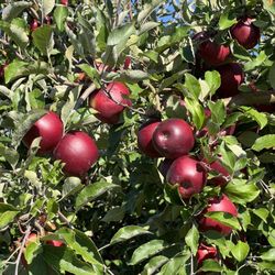 Lynd's Fruit Farm