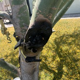 Where the branch was broken Where the branch was broken