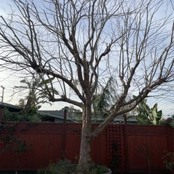 Butler Brothers Quality Tree Service - Pruned and shaped sycamore tree. Compliments Butler Bros.