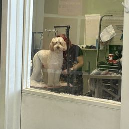 This Pup is looking at me through the door. Haha