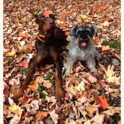 Hamden Dog Park - Playing in the fall leaves :)