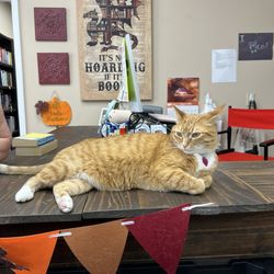 Back Again Bookshop - Mr Carmel