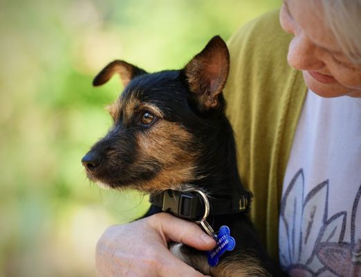 DOG GONE SEATTLE - Updated July 2026 - 62 Photos & 104 Reviews ...