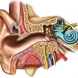 Heights Audiology & Hearing Aids