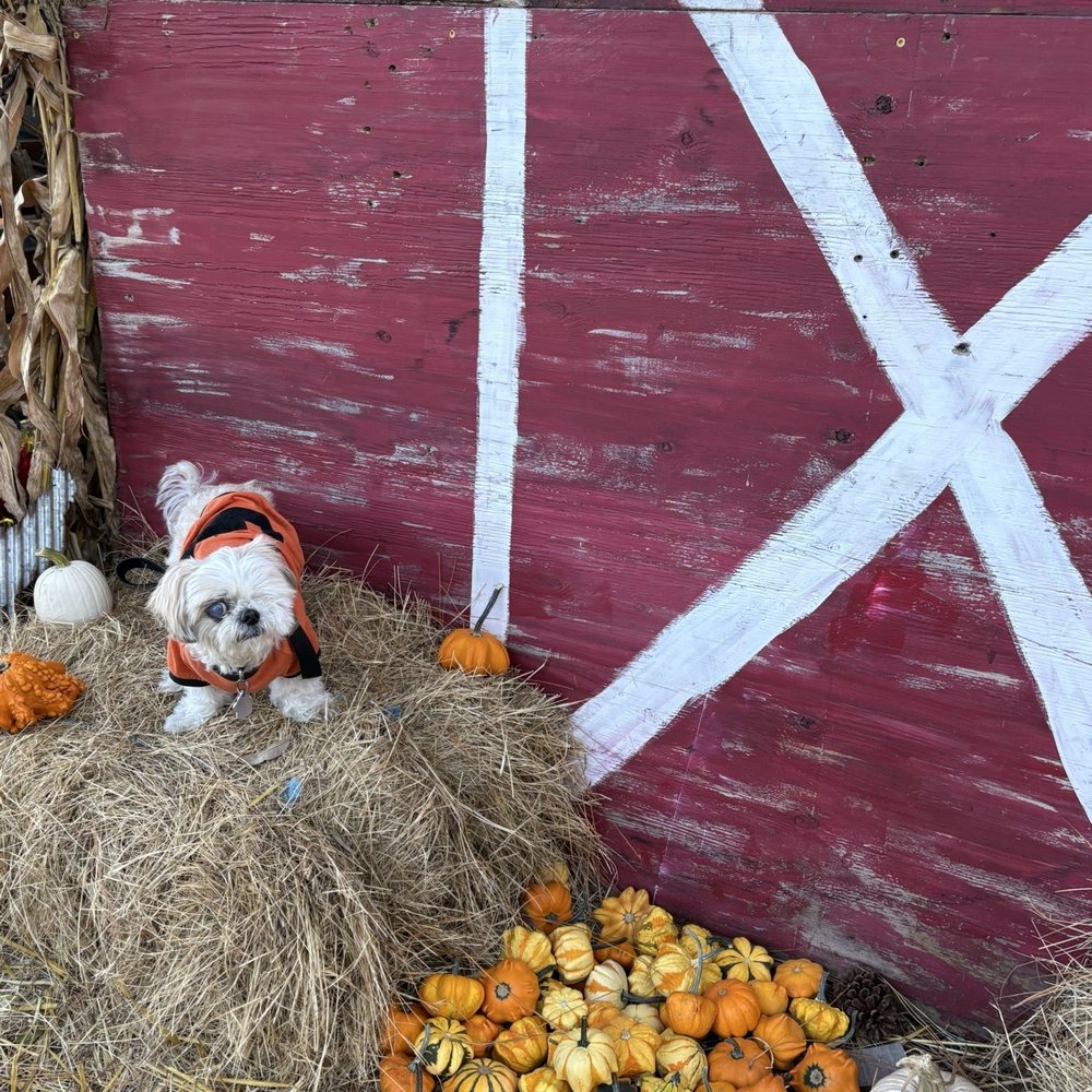 Coastal Pumpkin Fest - Festivals Near Me - Dunedin, Florida Coastal Pumpkin Fest - Festivals Near Me - Dunedin, Florida