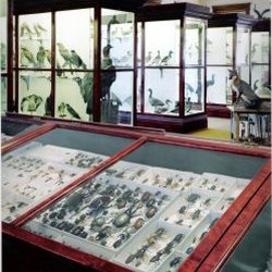 Pember Museum of Natural History - Bug Specimens