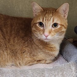 The Humane Society's Pets Fur People