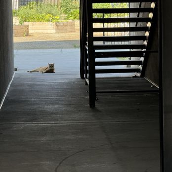 The Kelton Apartments - Roaming cat that is always outside. Owners won't keep it inside. - Apartments Near Me - American Fork, Utah
