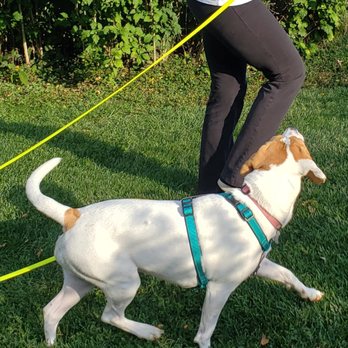 Rover Rehab Dog Training - Pet Training Near Me - Arlington, Massachusetts Rover Rehab Dog Training - Pet Training Near Me - Arlington, Massachusetts