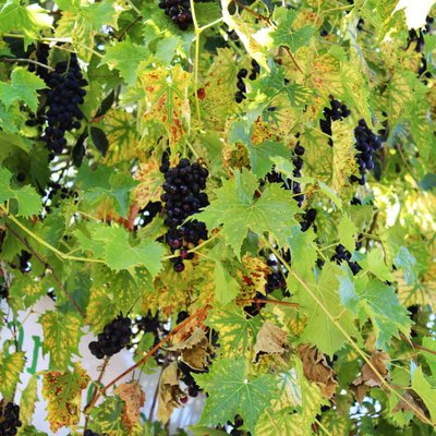 Denbies Wine Estate by null