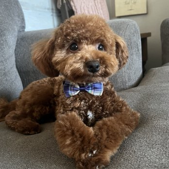 Colonies Pet Grooming - Benny Bear Before and After Pics - Pet Groomers Near Me - Upland, California Colonies Pet Grooming - Benny Bear Before and After Pics - Pet Groomers Near Me - Upland, California