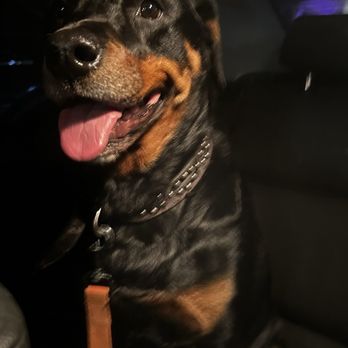 Allie & Paws - My dog - Pet Groomers Near Me - Downey, California