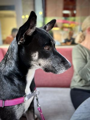 North Italia by null