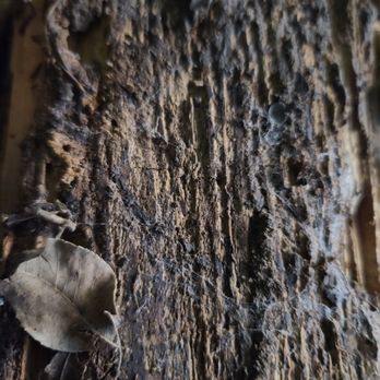 Bloodhound Wildlife Management - Termite damage under a home . - Wildlife Control Near Me Bloodhound Wildlife Management - Termite damage under a home . - Wildlife Control Near Me