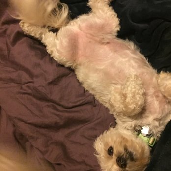 Pet Joy - Dexter Bean is in a food coma after filling up on his yummy new food - Pet Stores Near Me - Rancho Cucamonga, California