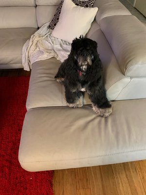 pink poodle converse