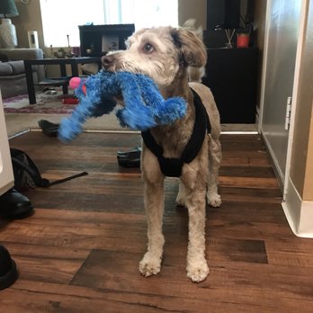 Cute Pets Grooming - Pet Groomers Near Me - San Marcos, California Cute Pets Grooming - Pet Groomers Near Me - San Marcos, California