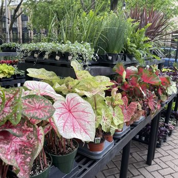 Terrace - Outdoor plants - Furniture Stores Near Me - Chicago, Illinois Terrace - Outdoor plants - Furniture Stores Near Me - Chicago, Illinois
