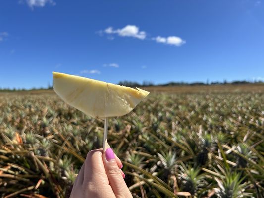 Maui Pineapple Tour by null
