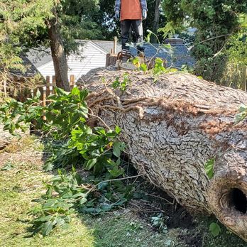 Prestige Tree Service - Tree Services Near Me