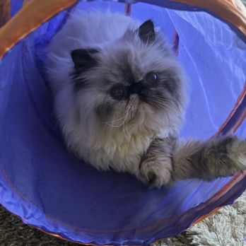 Kingsley Kittens - Bug - Pet Breeders Near Me