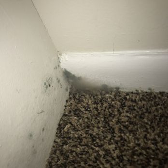 Trails At Bethabara Apartment - Web of mold - Apartments Near Me - Winston Salem, North Carolina